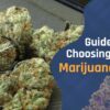 Cookies Marijuana Strain