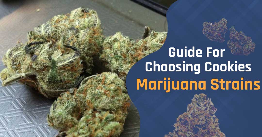 Cookies Marijuana Strain